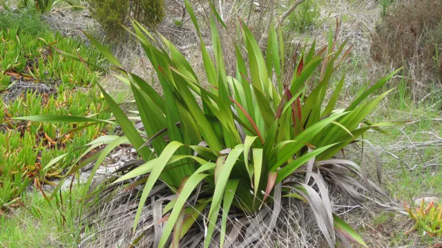 Long pointed leaves spread outward from a dense clump.