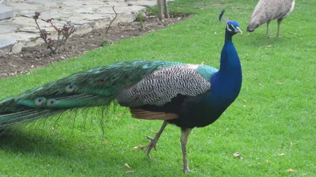A blue-necked peacock walks across bright grass with its patterned tail trailing.