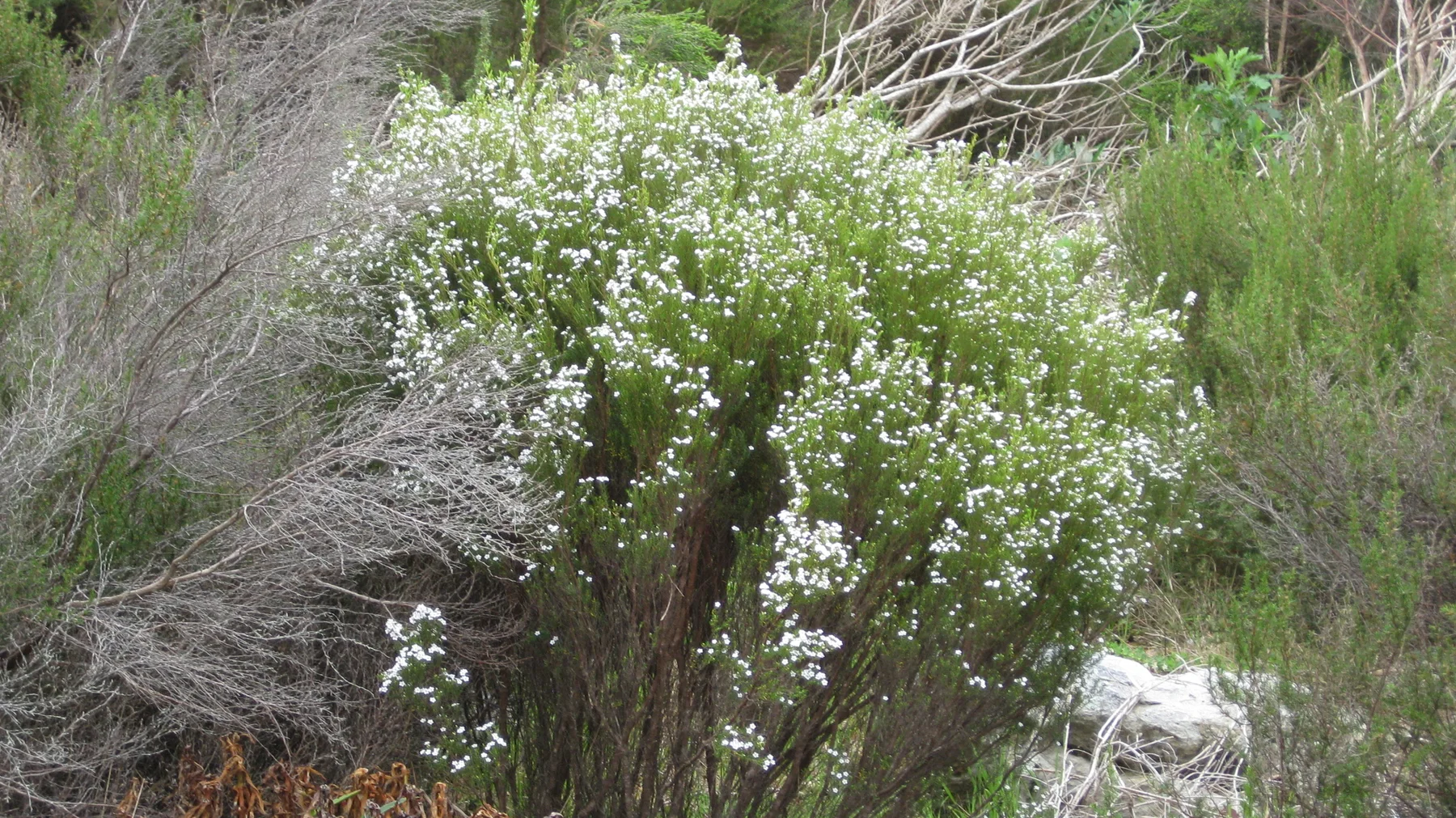 Tiny white blooms cover a shrub among dry twigs and green vegetation.