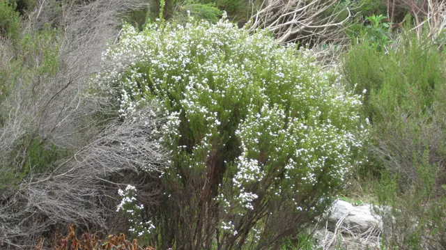 Tiny white blooms cover a shrub among dry twigs and green vegetation.