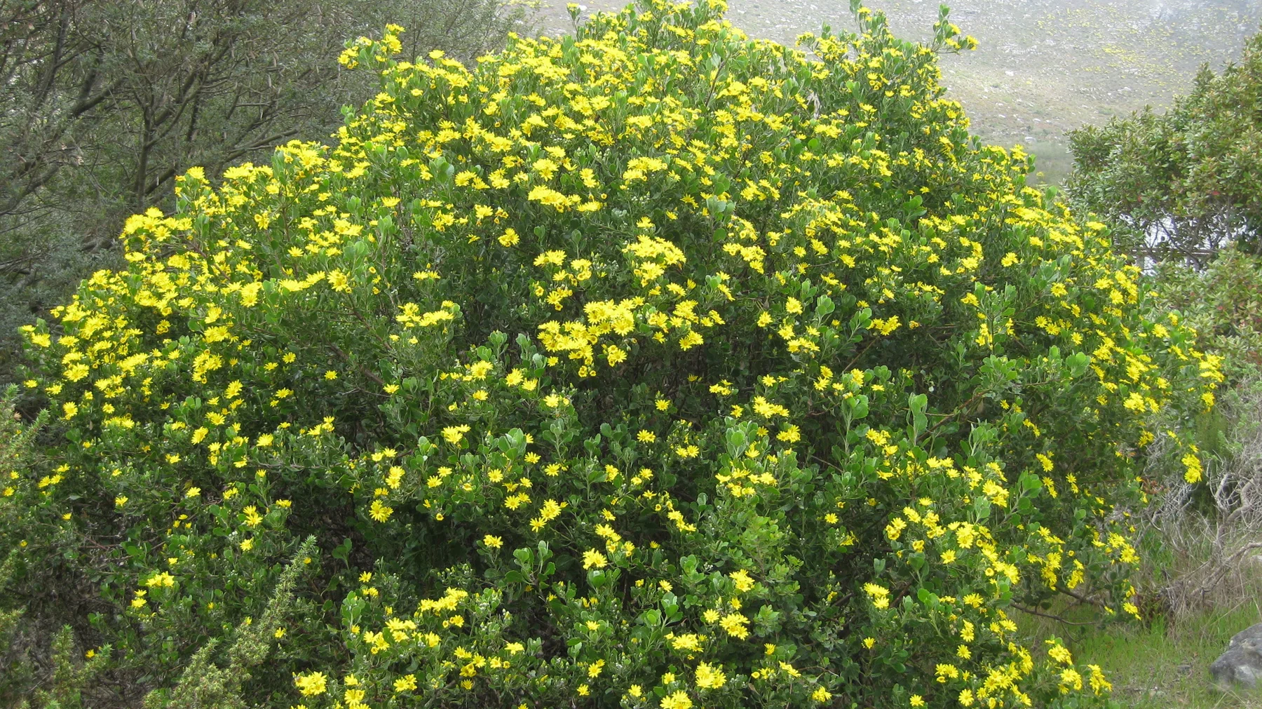 A rounded bush is densely covered in small yellow flowers.