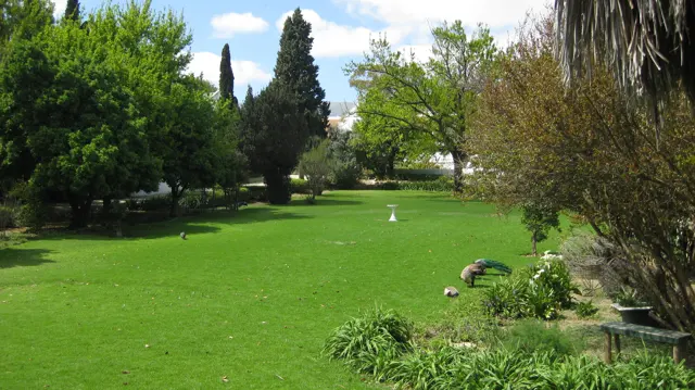 Small birds wander across a bright lawn bordered by mature trees.