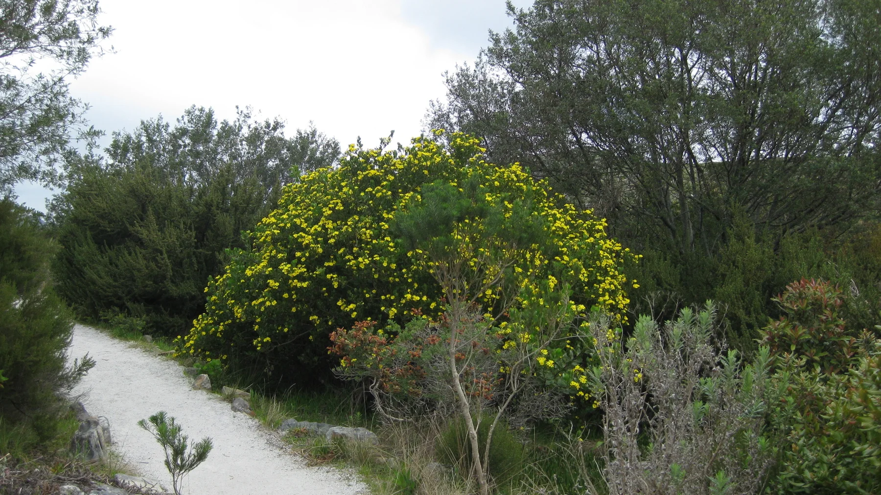 A pale path curves beside a large yellow-flowered shrub.
