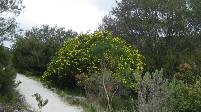 A pale path curves beside a large yellow-flowered shrub.