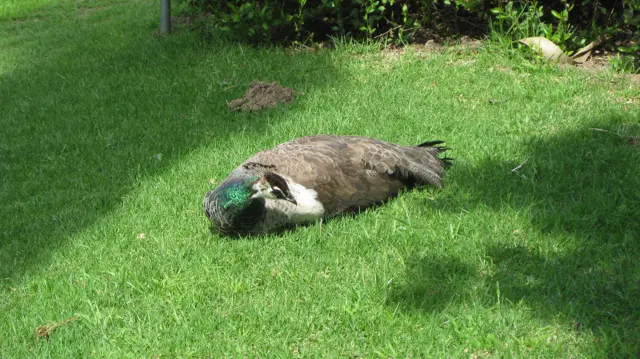 A peacock rests low on sunlit grass with its head tucked close.
