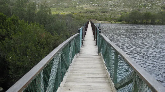 A straight wooden footbridge runs between water and dense vegetation.