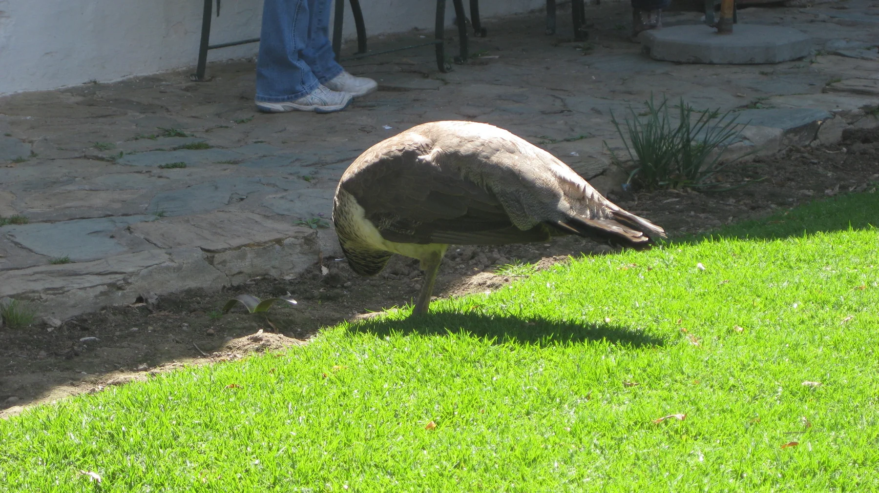 A brown peafowl lowers its head beside a sunlit lawn and stone paving.