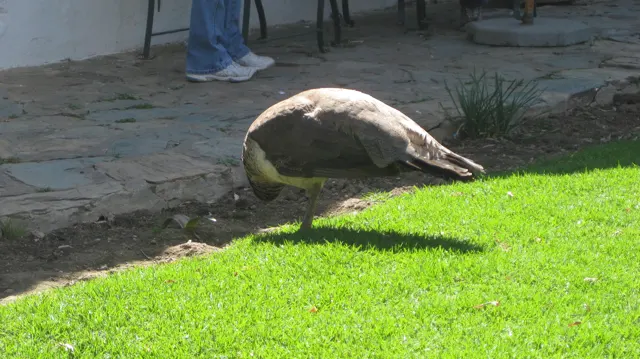 A brown peafowl lowers its head beside a sunlit lawn and stone paving.