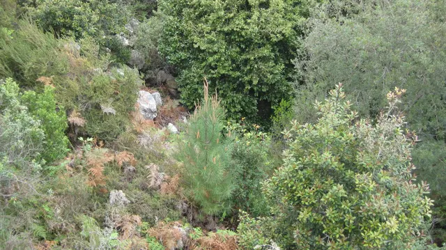 Dense shrubs and pale rocks cover the ground viewed from above.