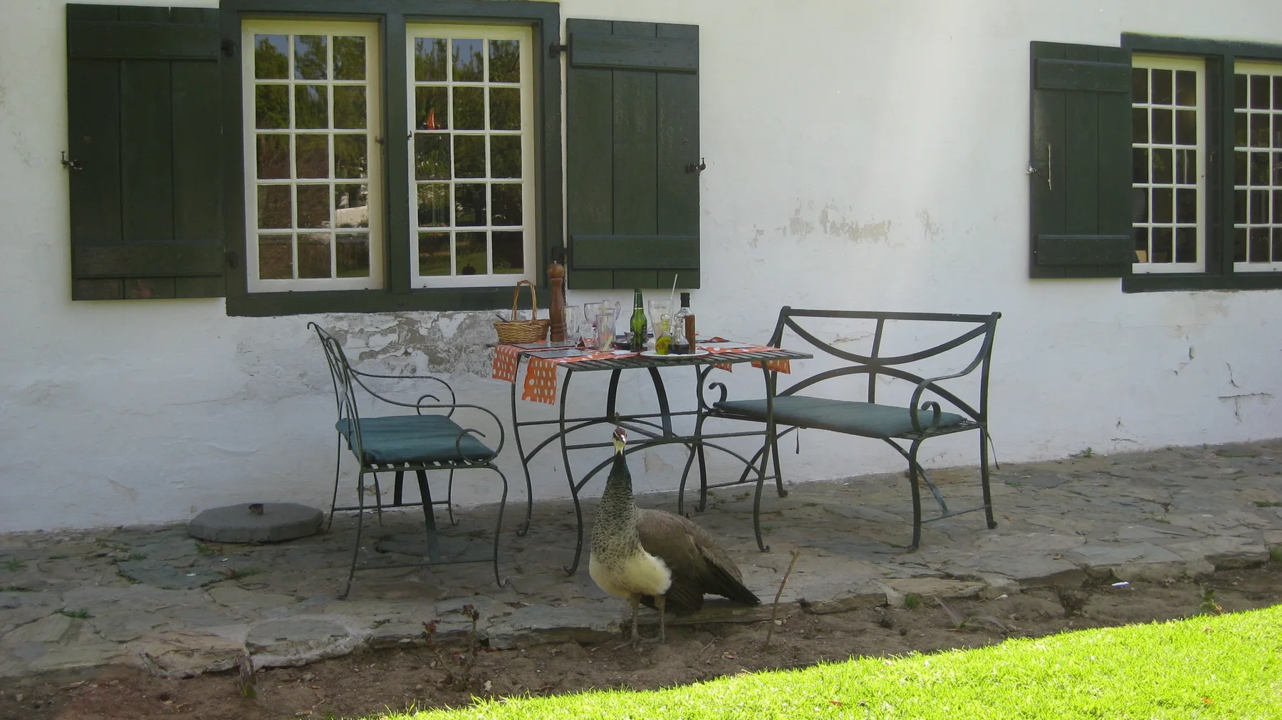 A peafowl stands beside metal garden chairs against a white wall with green shutters.