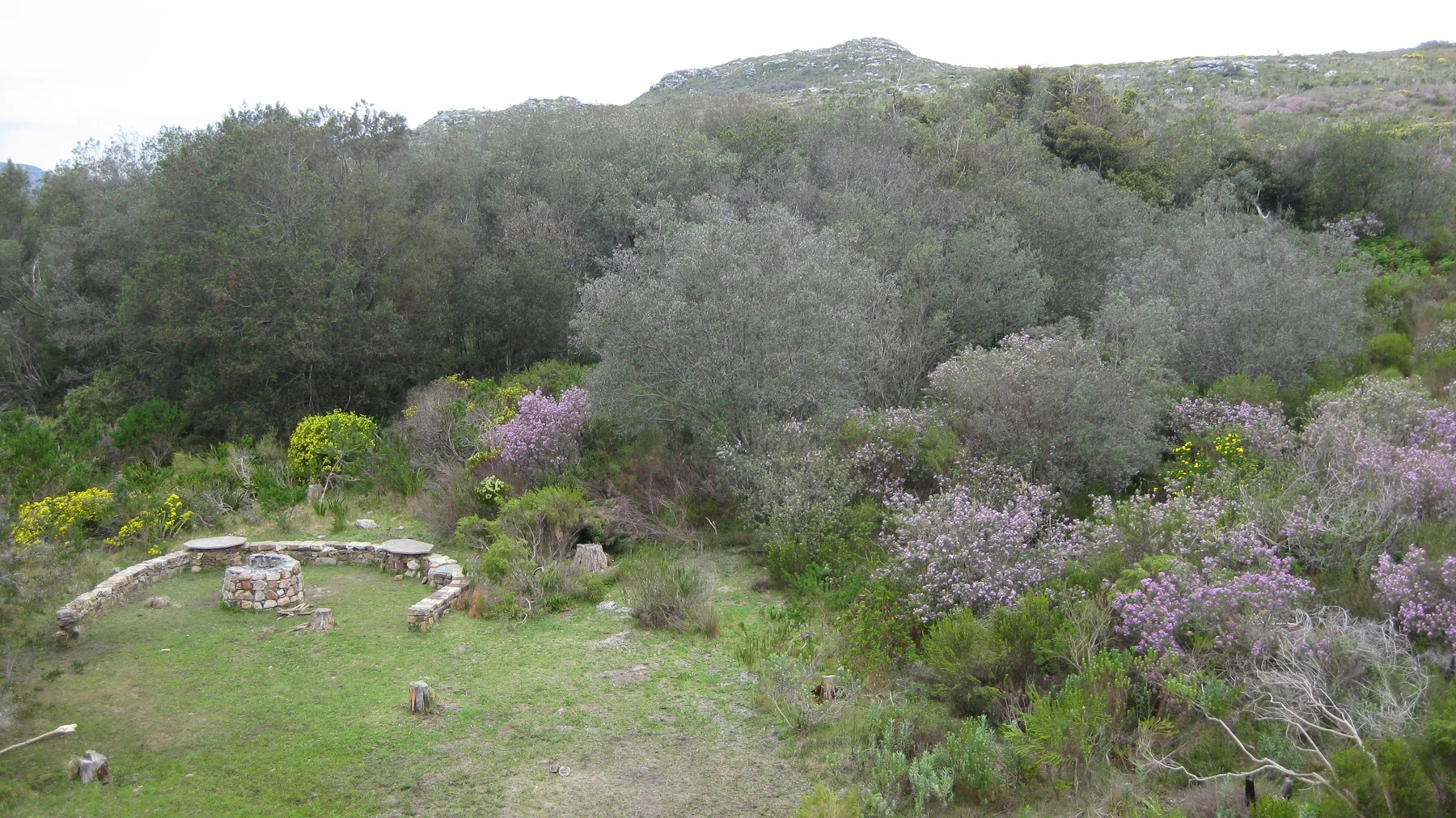 A grassy clearing sits among gray-green shrubs and purple flowers.