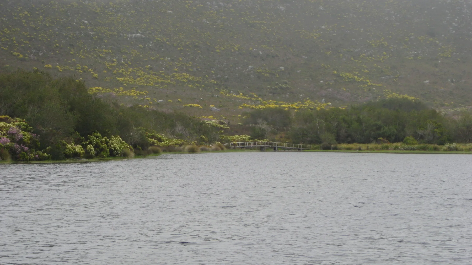Gray rippling water meets shrubs below a misty mountain slope.
