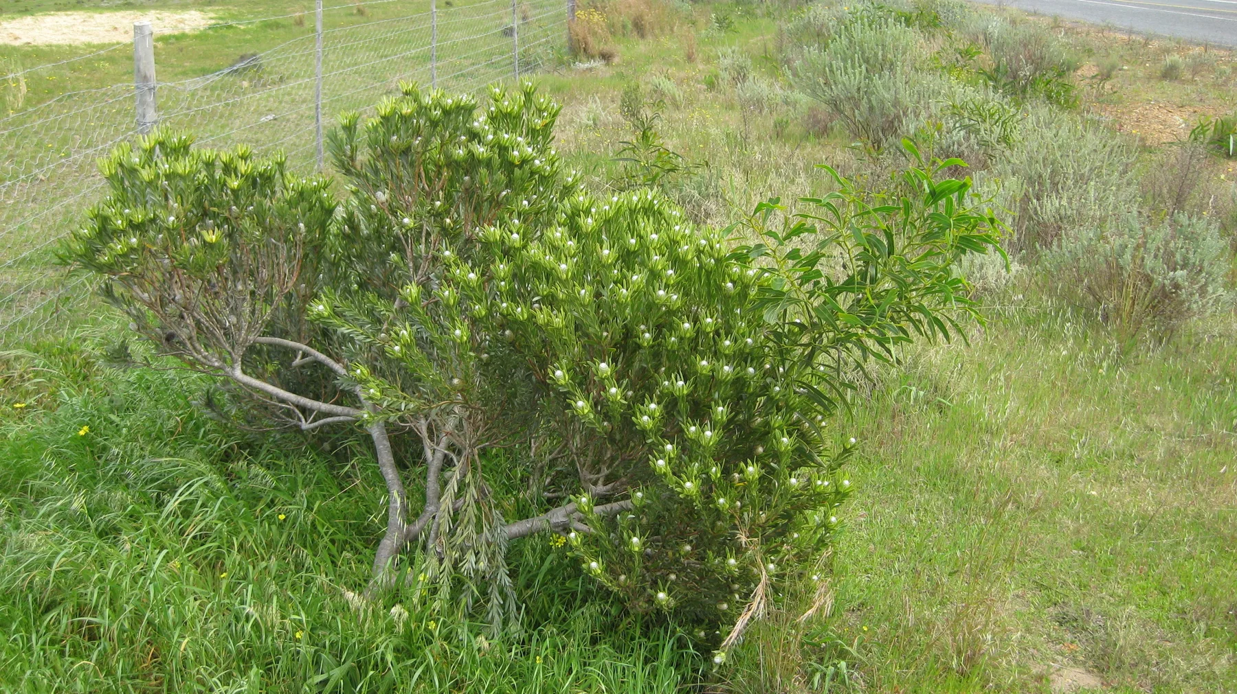 A low branching shrub carries clusters of rounded green leaves.