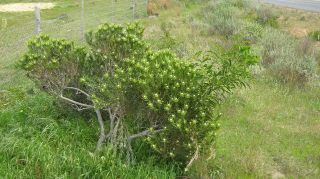 A low branching shrub carries clusters of rounded green leaves.