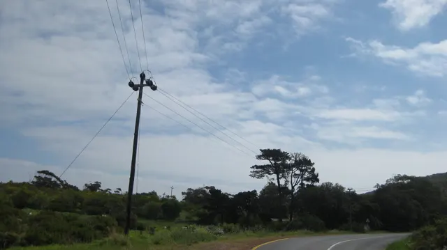 A utility pole and wind-shaped tree rise beside low roadside vegetation.