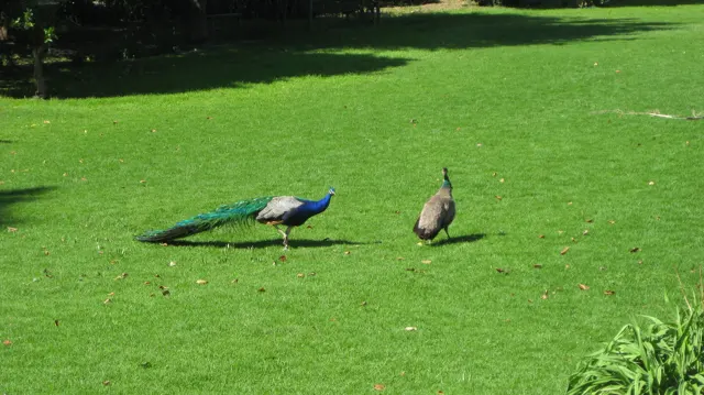 A peacock and a brown peafowl stand apart on a bright green lawn.