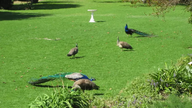 Several peafowl rest and walk across a sunlit lawn.