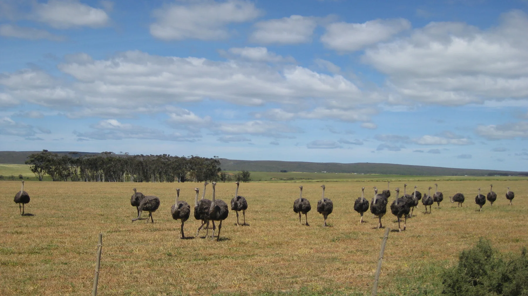 A flock of ostriches spreads across a dry fenced field.
