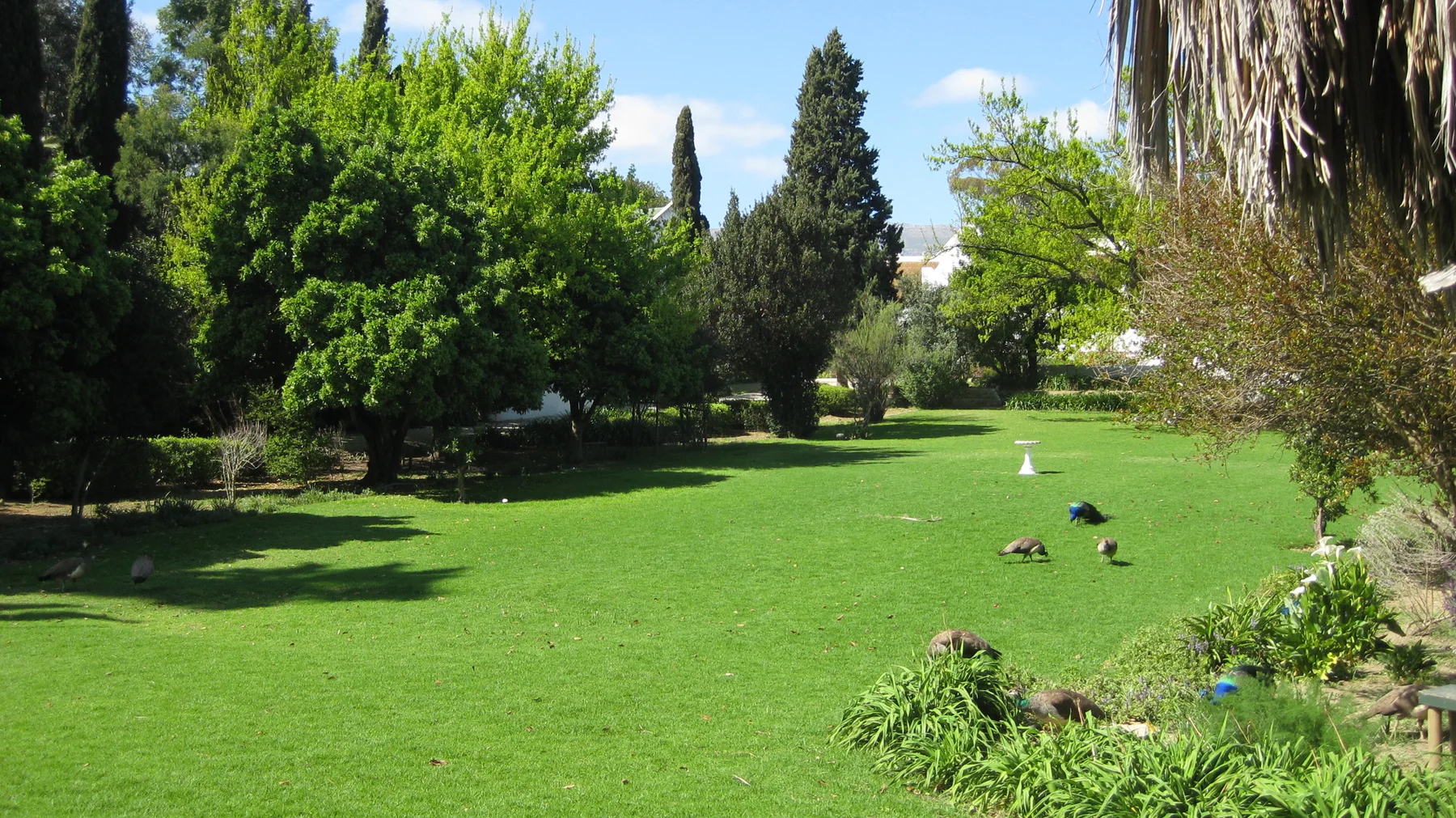 Peafowl dot a bright lawn bordered by tall trees and shrubs.