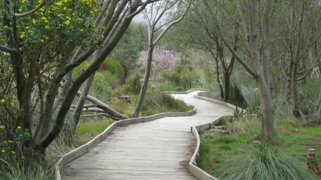A wooden boardwalk curves between slender trunks and green undergrowth.