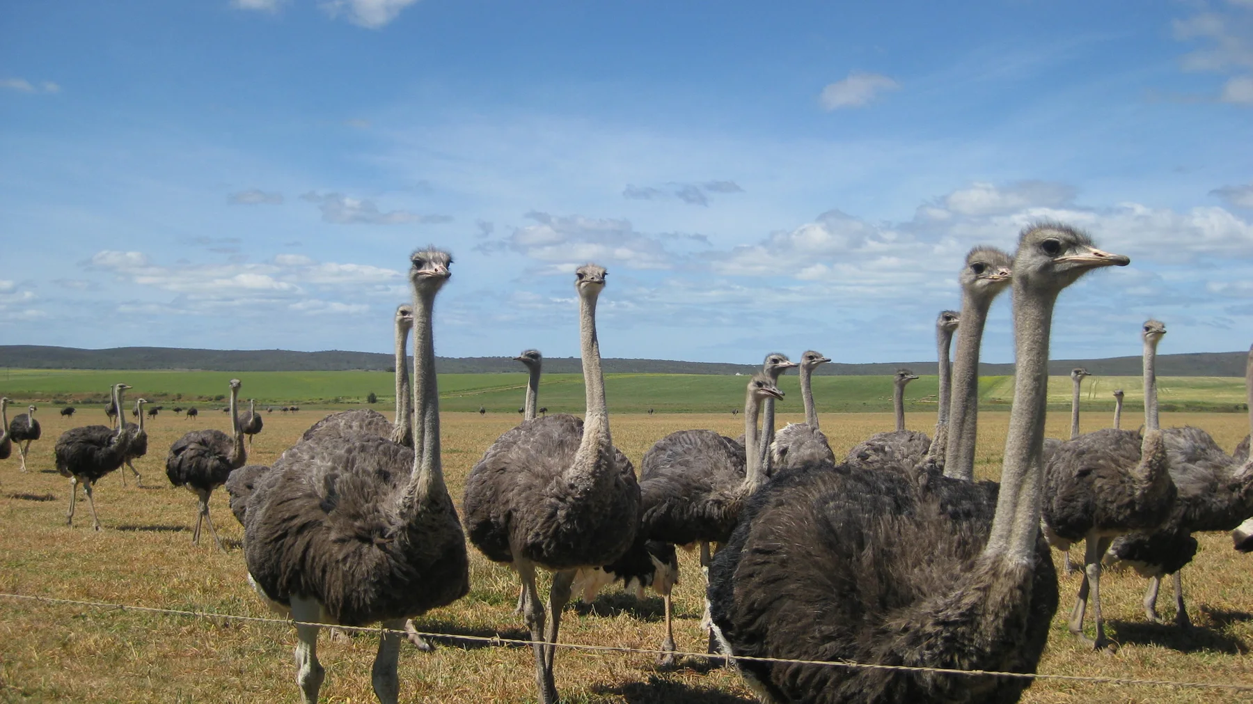 Several ostriches stand close to a wire fence in an open field.