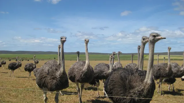 Several ostriches stand close to a wire fence in an open field.