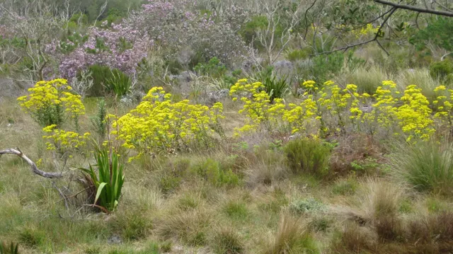 Yellow-flowered stems stand among grasses and pale purple shrubs.