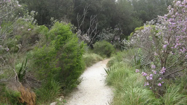 A pale trail curves between thick shrubs and small purple flowers.