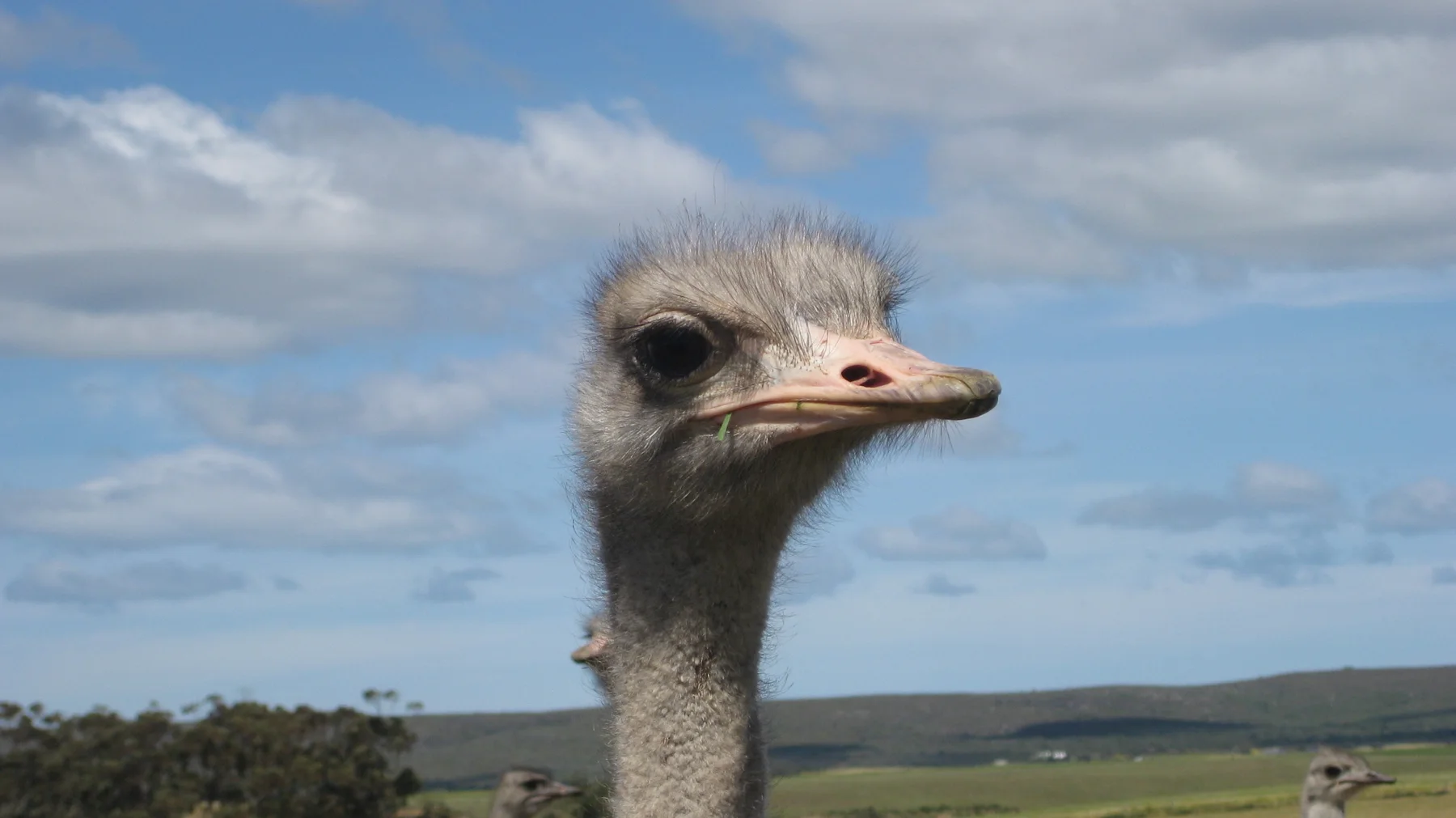 An ostrich's head and long neck stand out against a cloudy blue sky.
