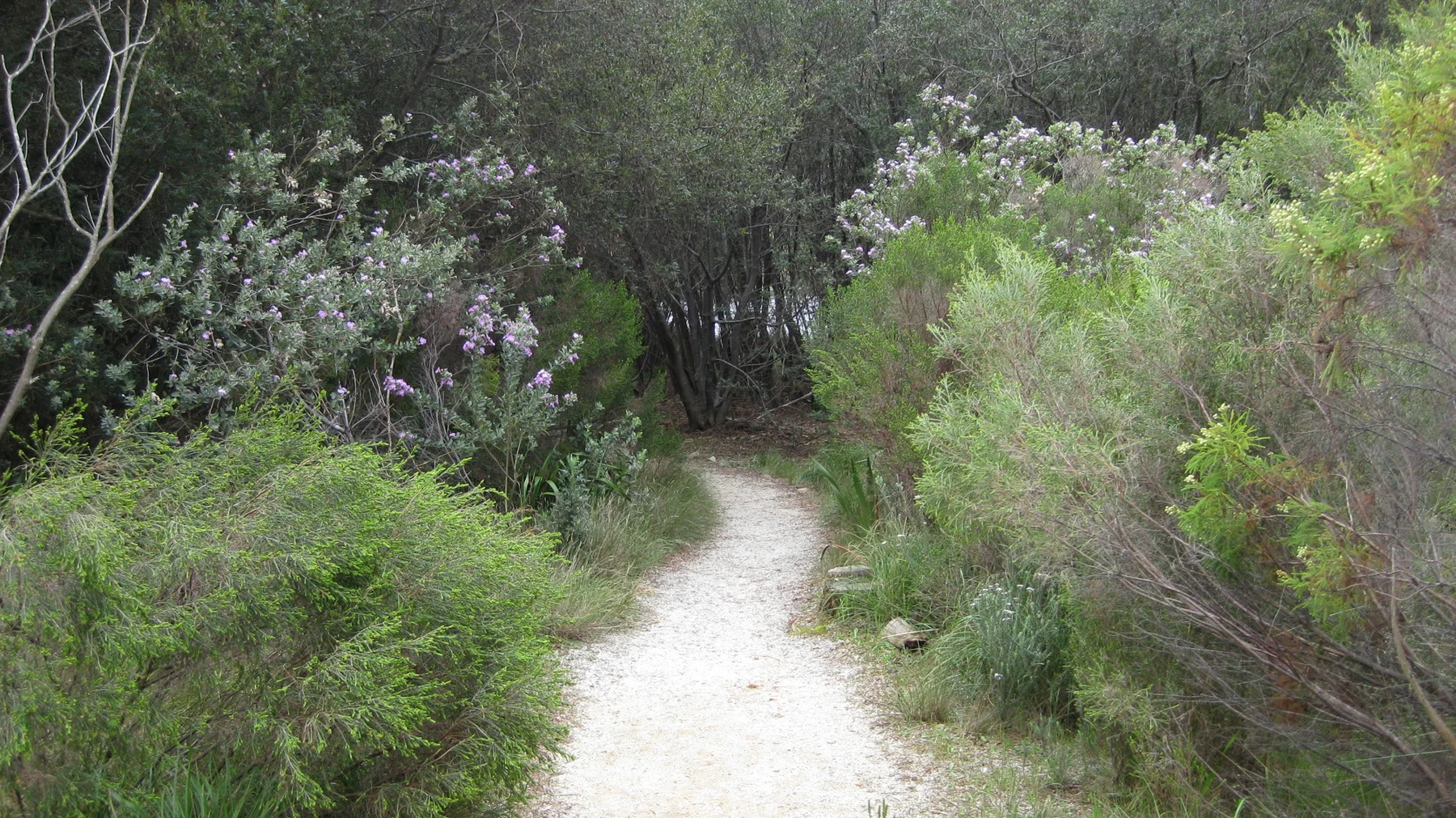 A narrow pale footpath leads into dense green shrubs.
