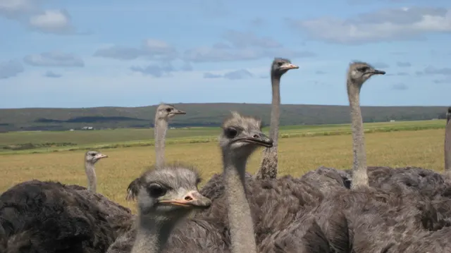 Several ostrich heads rise above clustered brown bodies.
