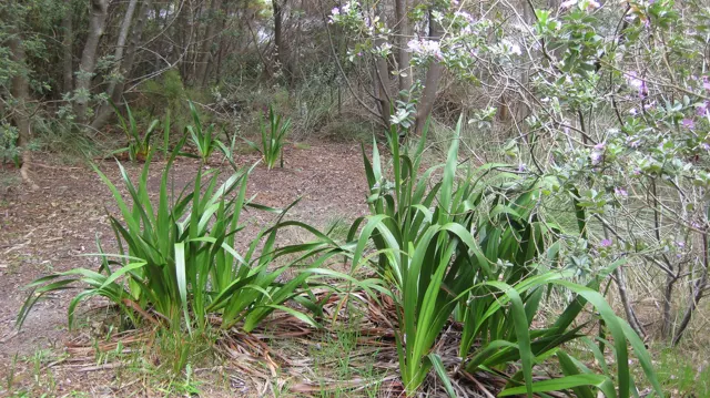 Clumps of long green leaves grow among trees and dry ground cover.