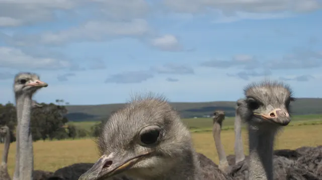 Several ostriches crowd the foreground with their heads at different heights.