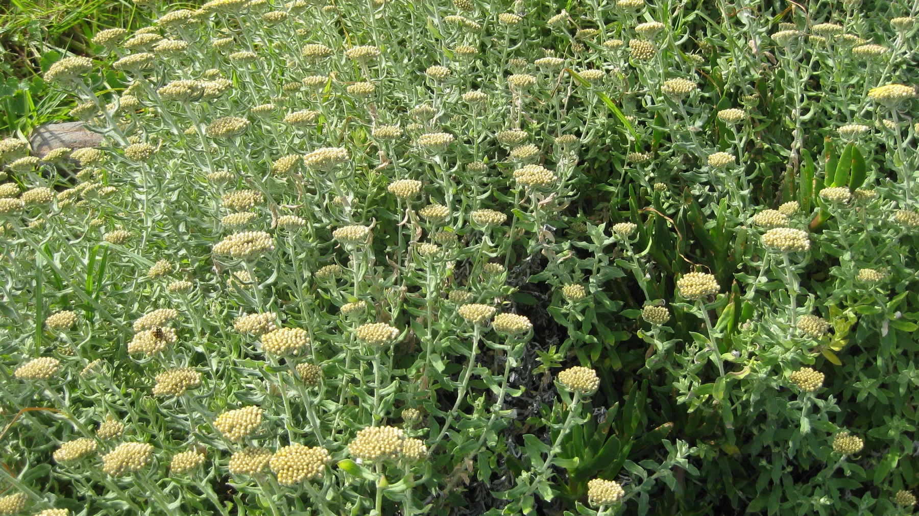 Rounded pale flower heads cluster on upright leafy stems.