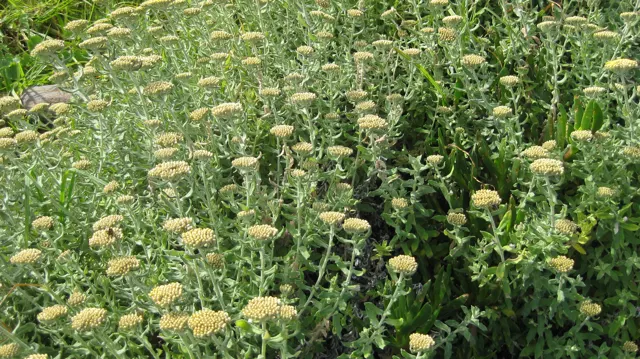Rounded pale flower heads cluster on upright leafy stems.