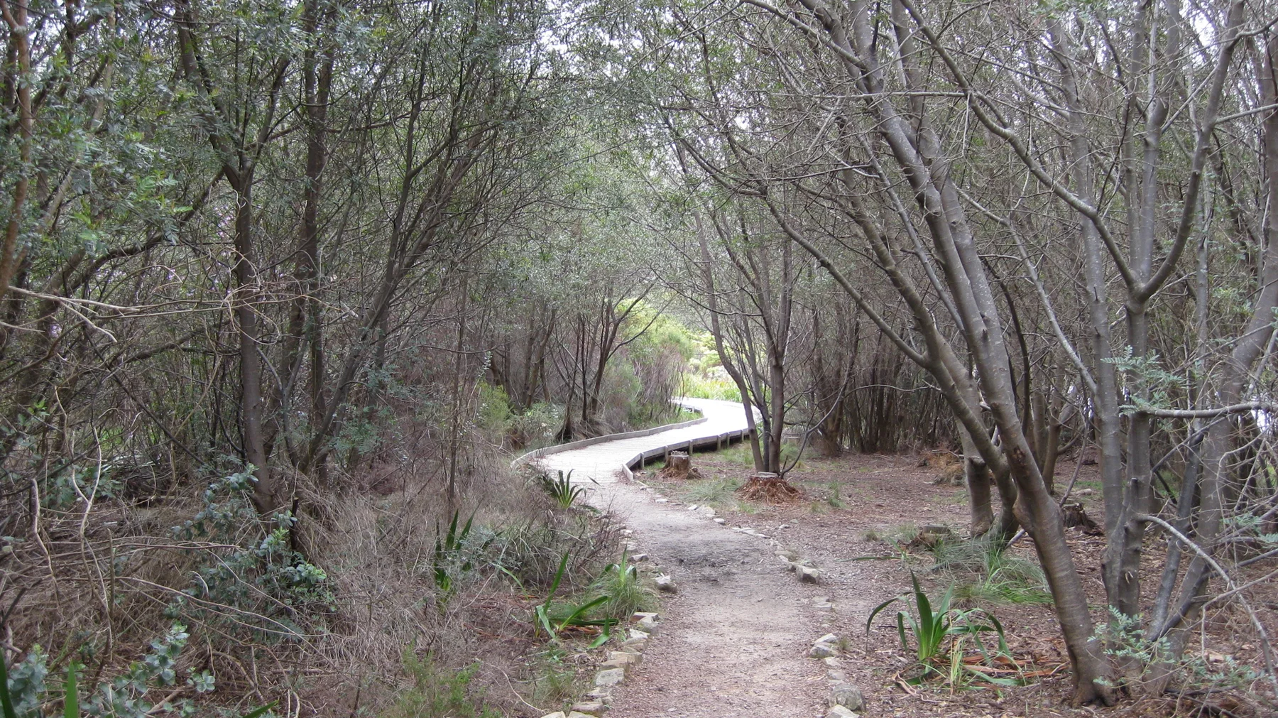A narrow earthy path passes through slender trees toward a pale boardwalk.