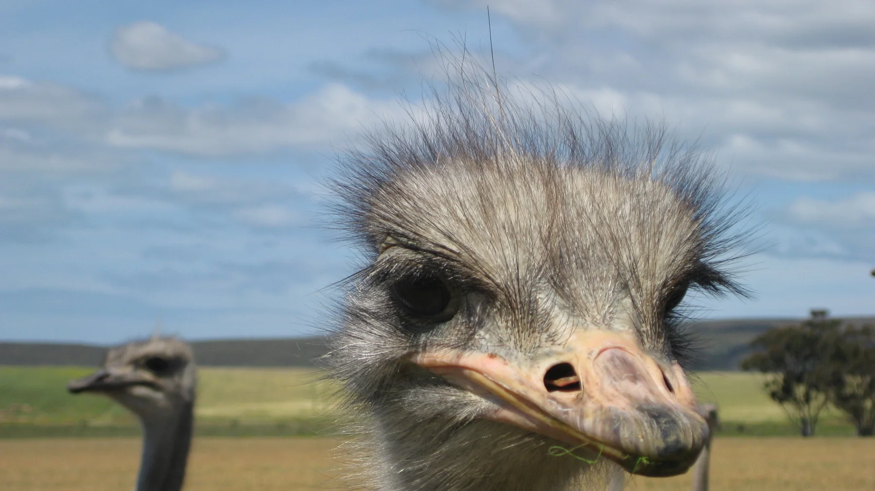 An ostrich's face fills the view, showing fine feathers and dark eyes.