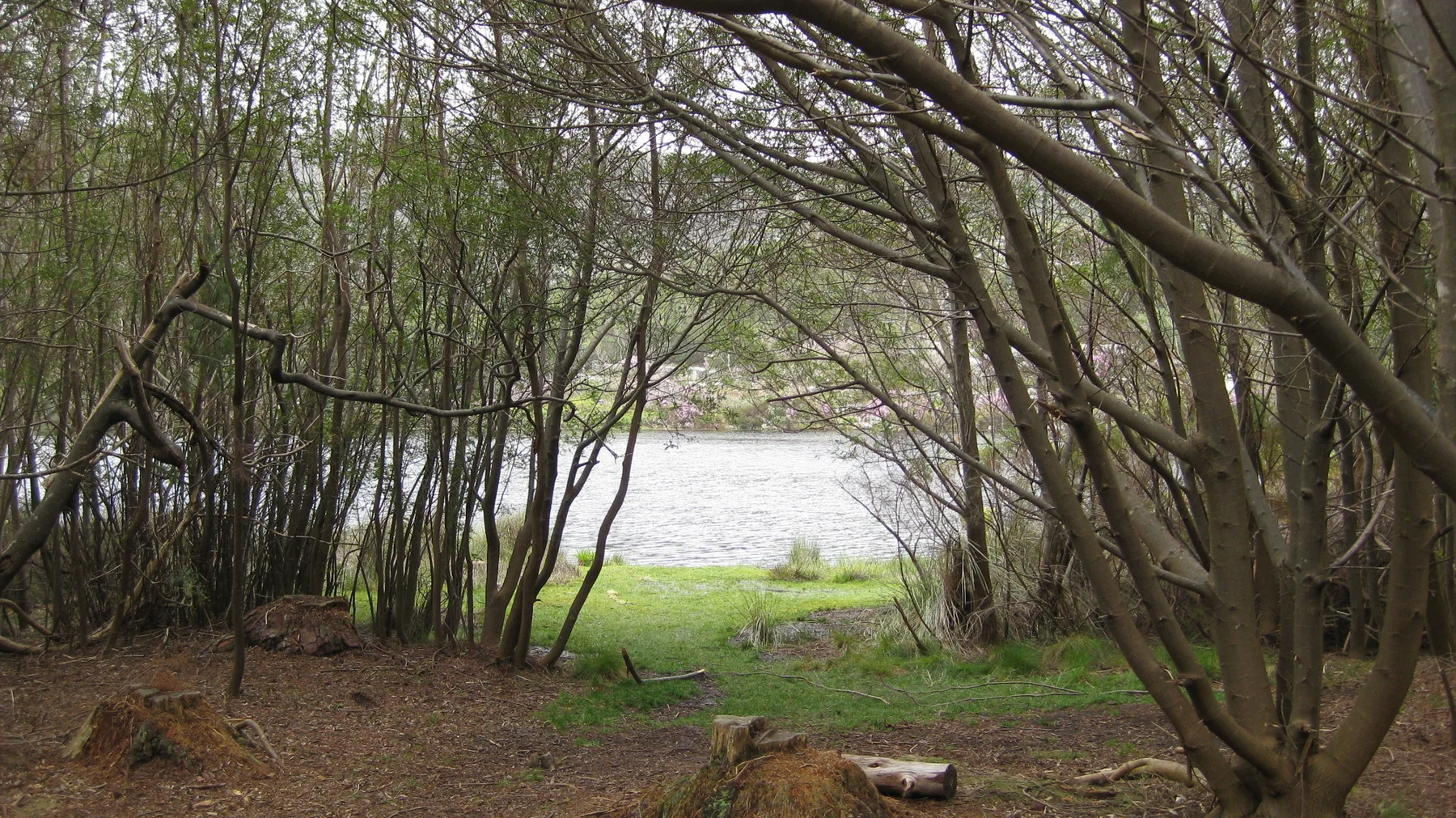 Arching tree trunks frame pale water beyond shaded ground.