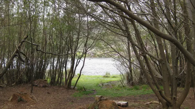 Arching tree trunks frame pale water beyond shaded ground.
