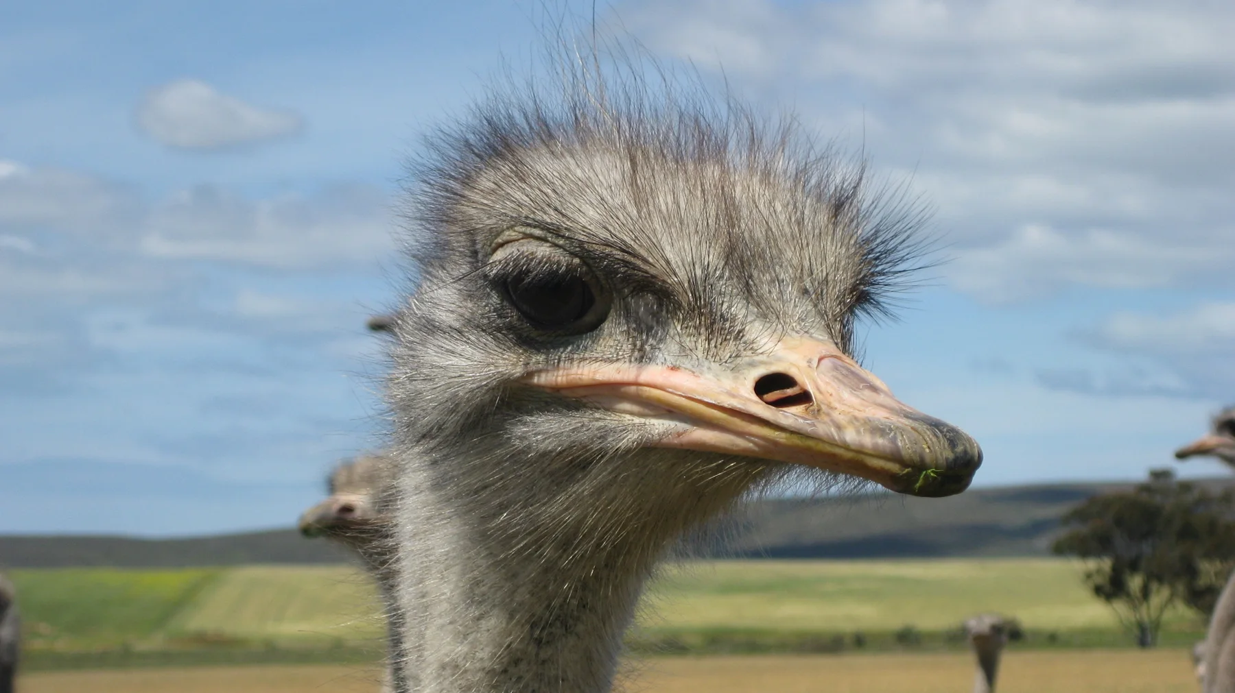 An ostrich turns its head against open farmland and soft clouds.