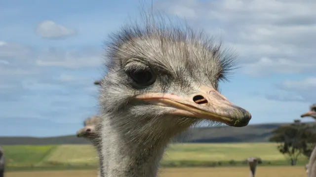 An ostrich turns its head against open farmland and soft clouds.