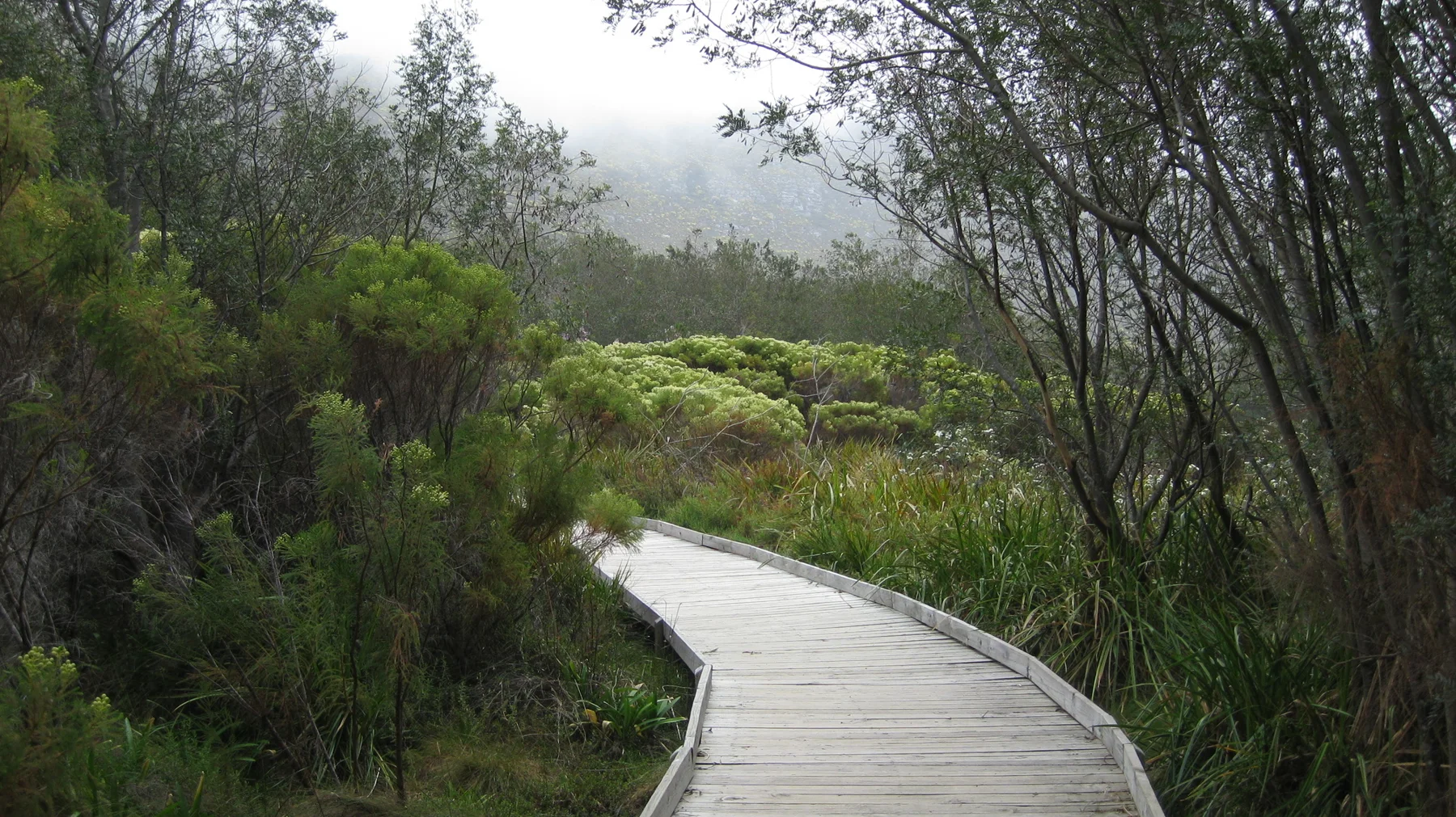 A wooden boardwalk bends through dense shrubs and slender trees.
