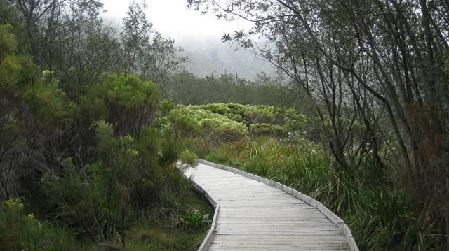 A wooden boardwalk bends through dense shrubs and slender trees.