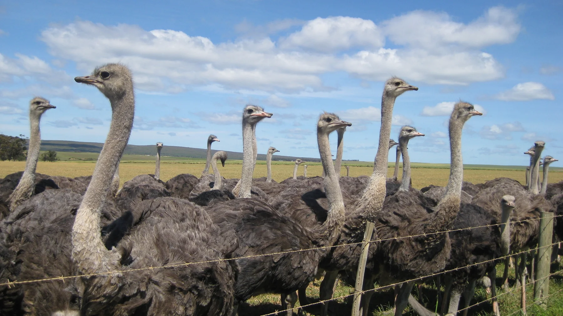 Ostriches cluster behind a wire fence beneath a bright blue sky.