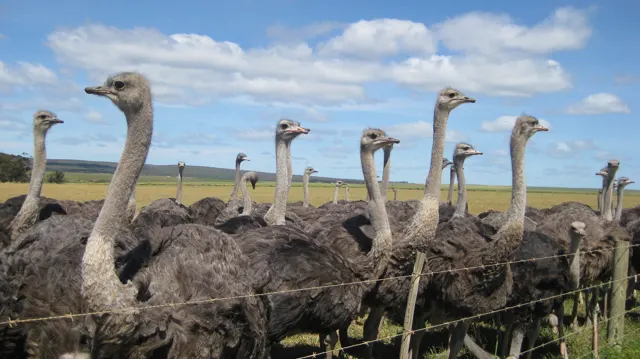 Ostriches cluster behind a wire fence beneath a bright blue sky.