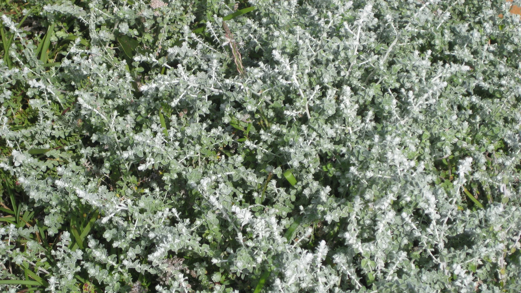 Tiny pale flowers cover a dense gray-green shrub.