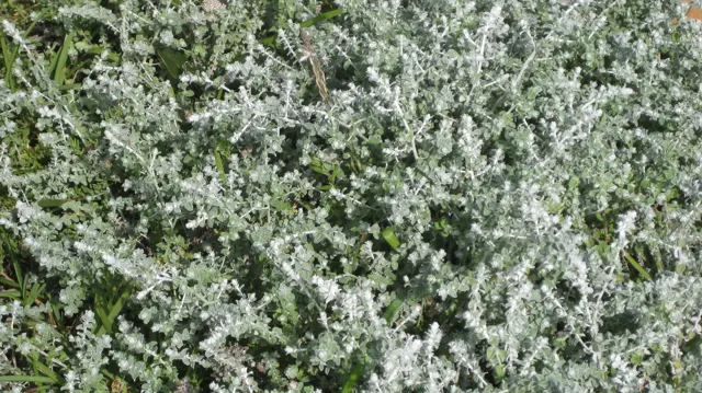Tiny pale flowers cover a dense gray-green shrub.