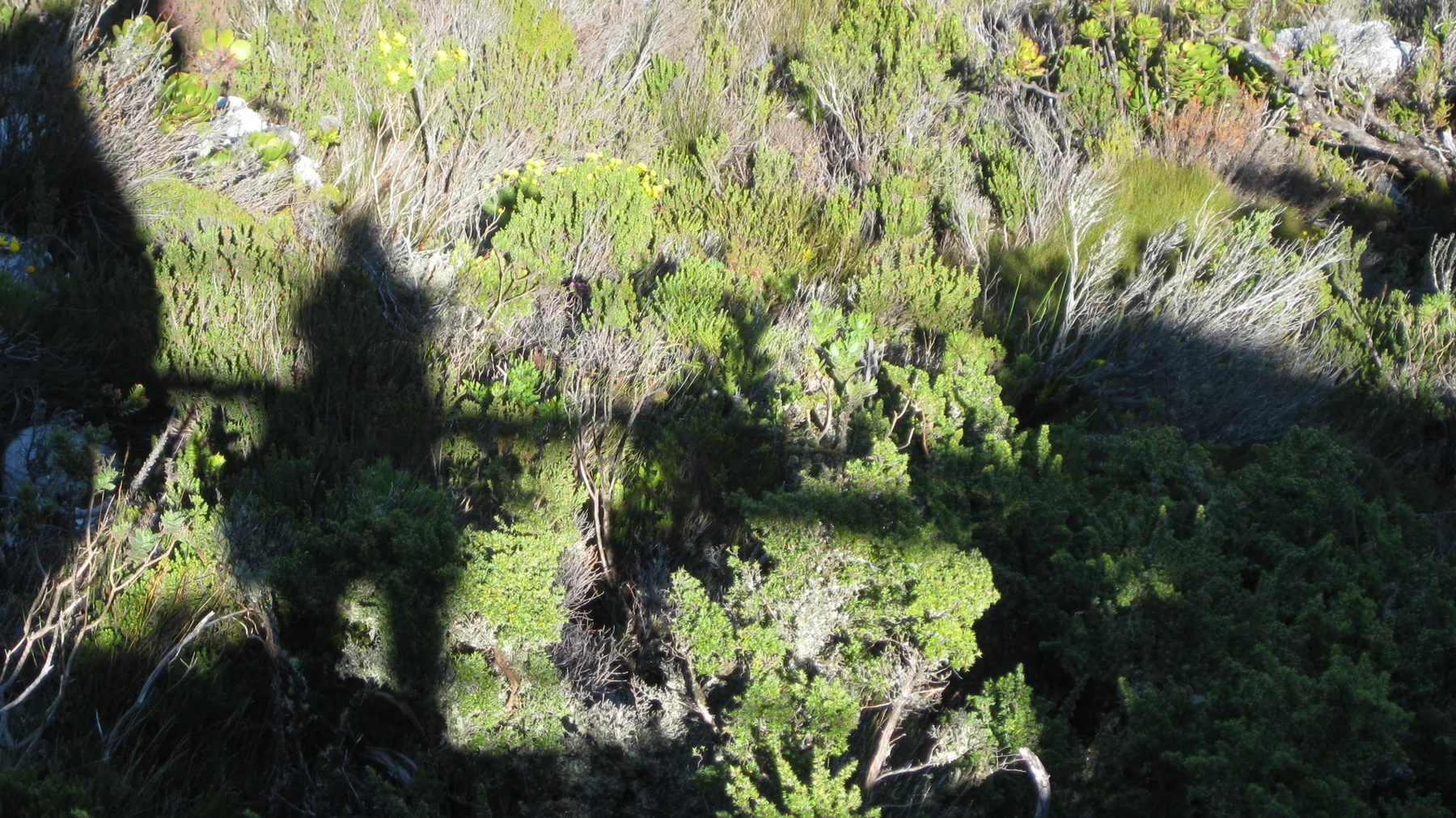 Human-shaped shadows fall across sunlit shrubs and rocks.