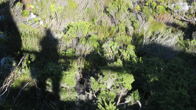Human-shaped shadows fall across sunlit shrubs and rocks.
