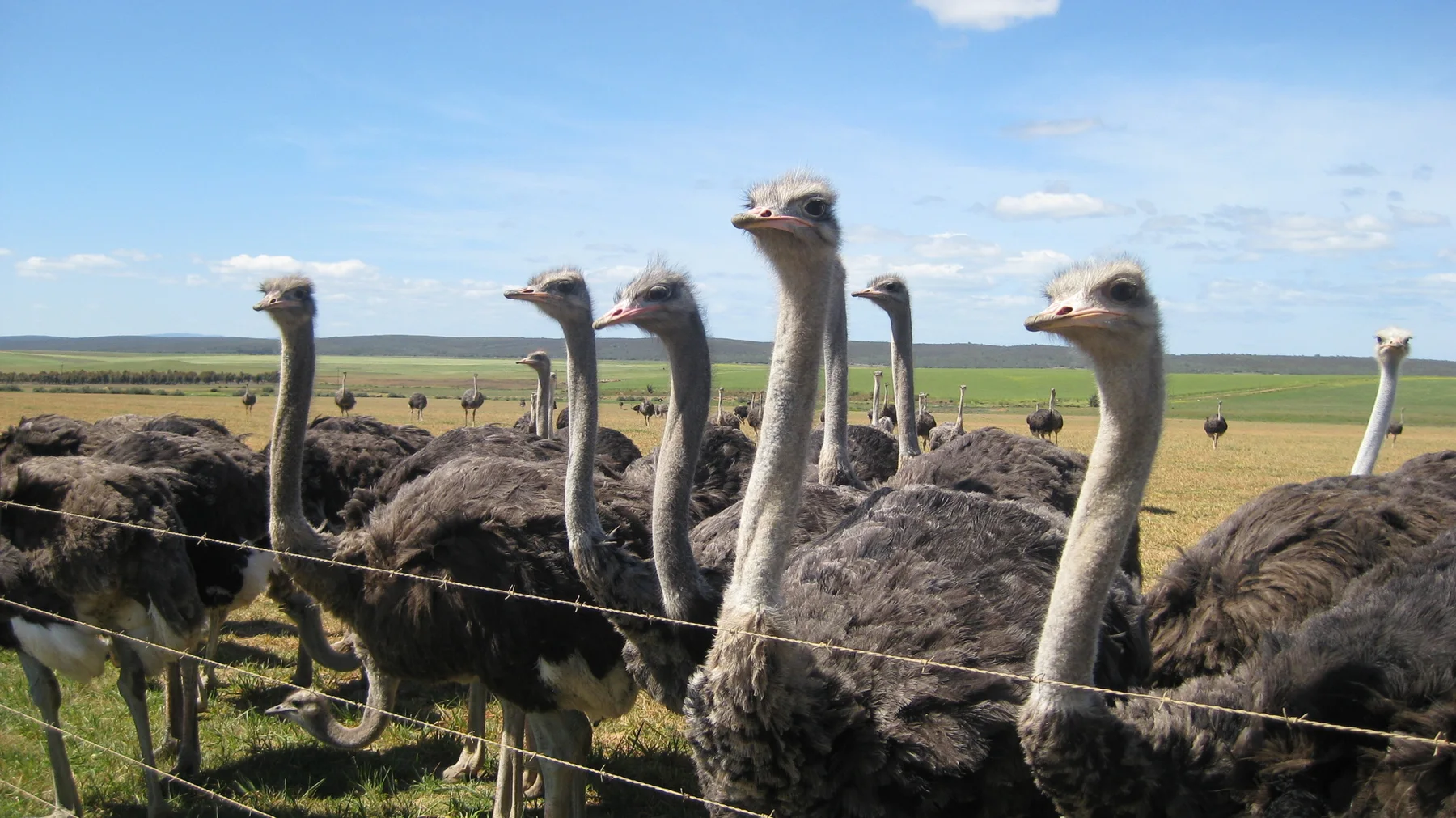 A row of ostriches lifts long necks above a wire fence.